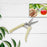 Garden pruning shears with anti-slip handle for trimming fruit trees.