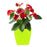 Square plastic planters for indoor or outdoor use